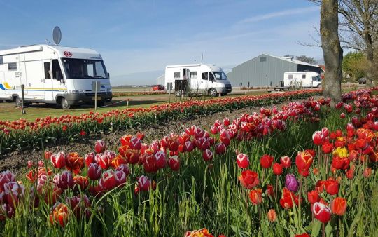 Kamperen tussen de tulpen in Noord-Holland