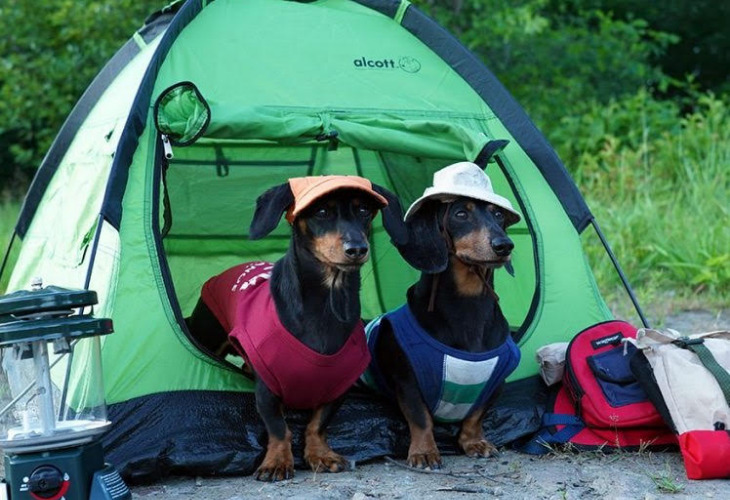 Teckels met hoedje in tent kamperen