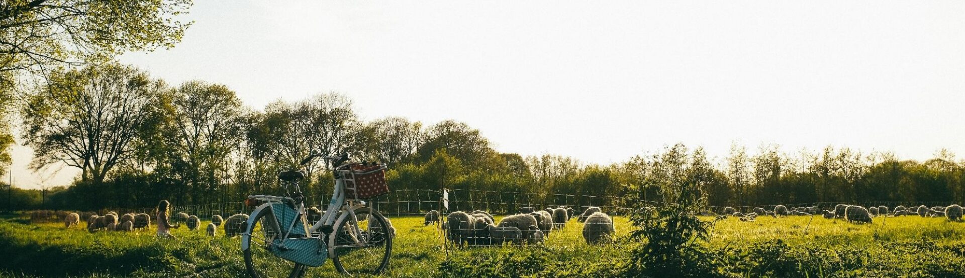 Zonsondergang weiland schapen