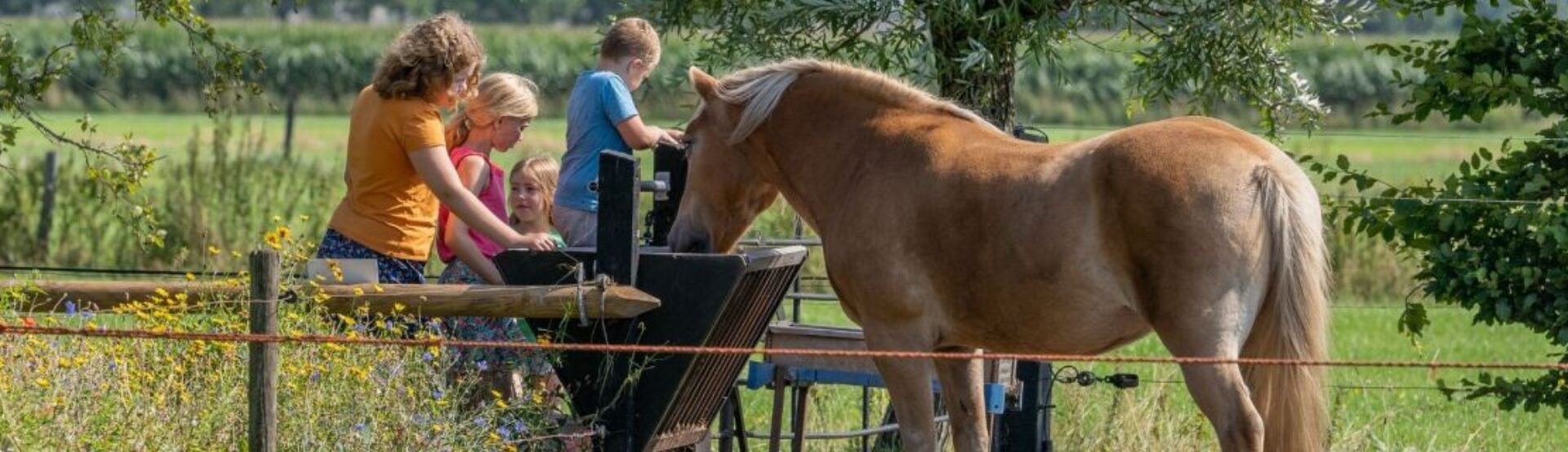 Kinderen geven paard eten op camping