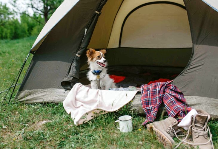 Beste camping voor Honden Acsi Awards 2023