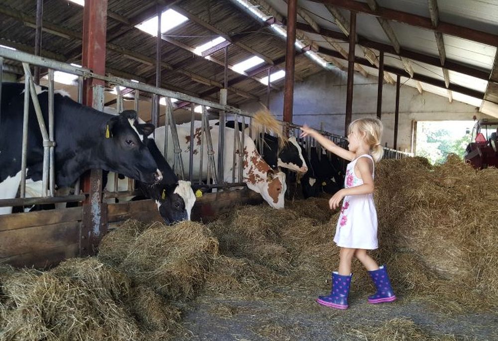 Boerencamping met koeien, kind voert koe