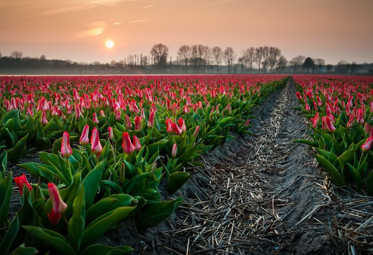 kamperen tussen tulpen